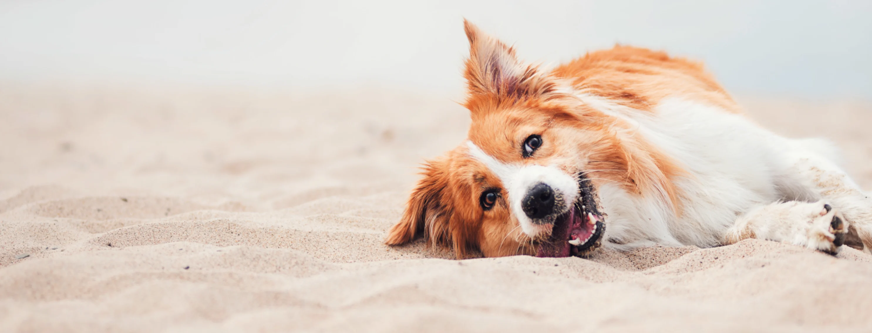 Dog with tongue out laying in the sand 